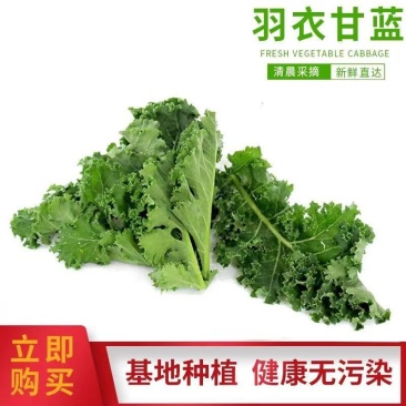 羽衣甘蓝（冬宝）、托斯卡纳羽衣甘蓝