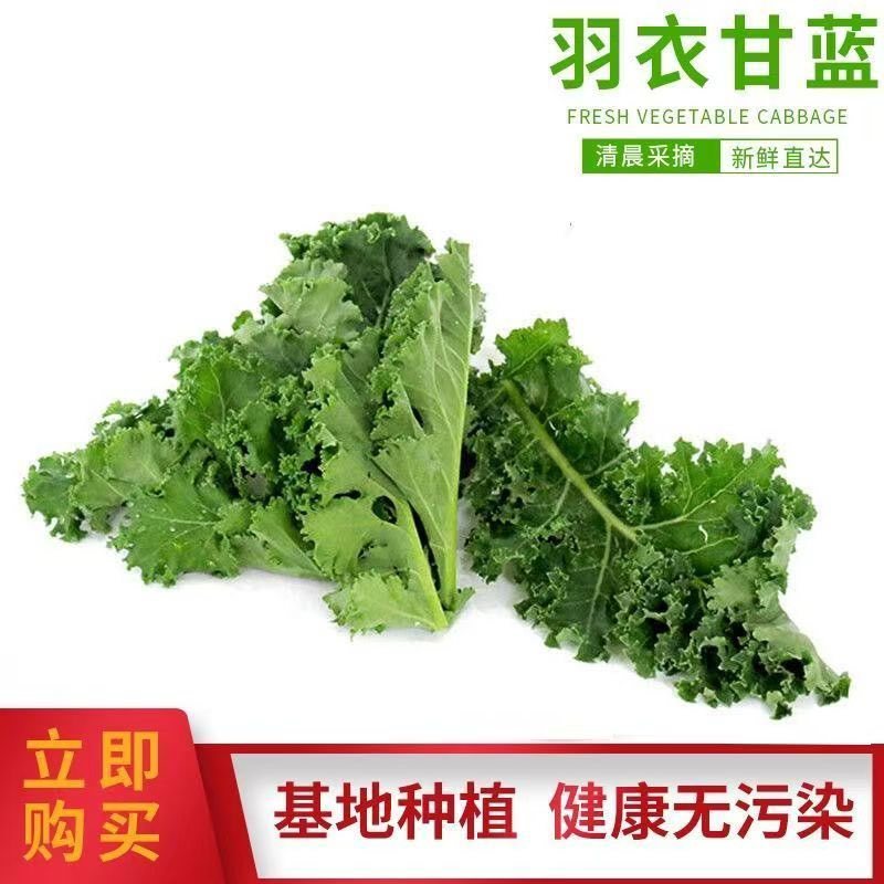 羽衣甘蓝（冬宝）、托斯卡纳羽衣甘蓝