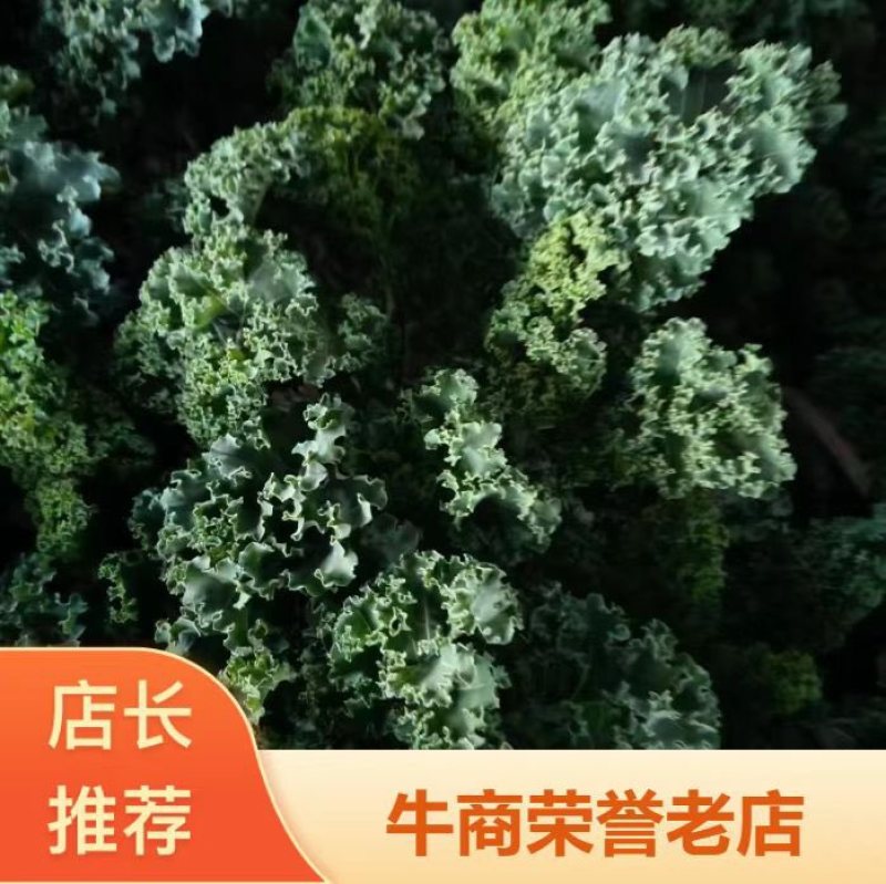 羽衣甘蓝（冬宝）、托斯卡纳羽衣甘蓝