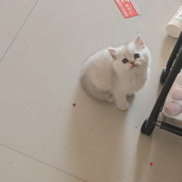 银渐层两个月小猫