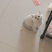 银渐层两个月小猫