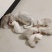 银渐层两个月小猫