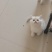 银渐层两个月小猫