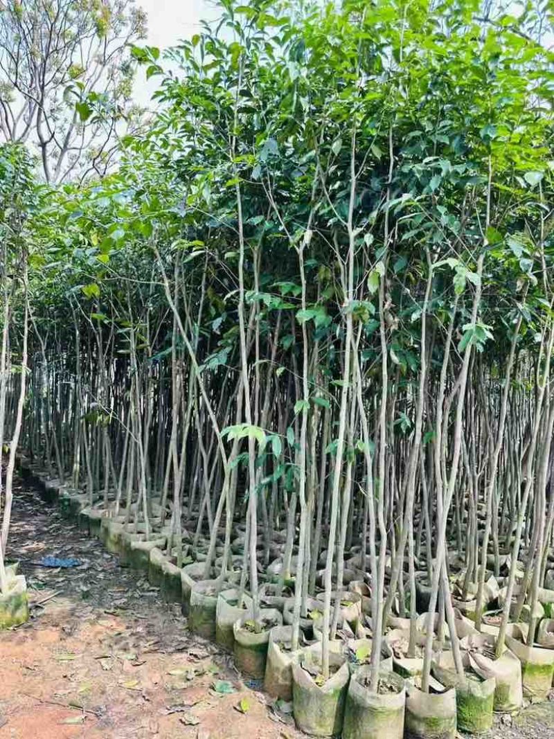 沉香1-12分，各种规格，大量低价出售