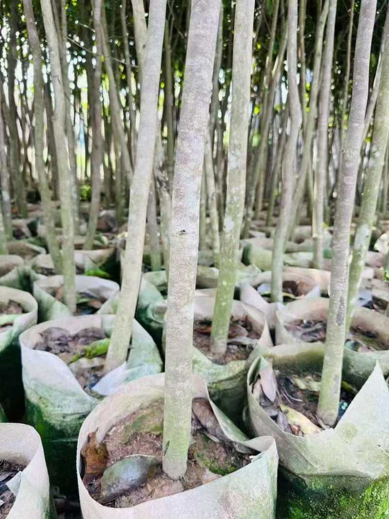 沉香1-12分，各种规格，大量低价出售