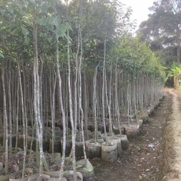 沉香1-12分，各种规格，大量低价出售
