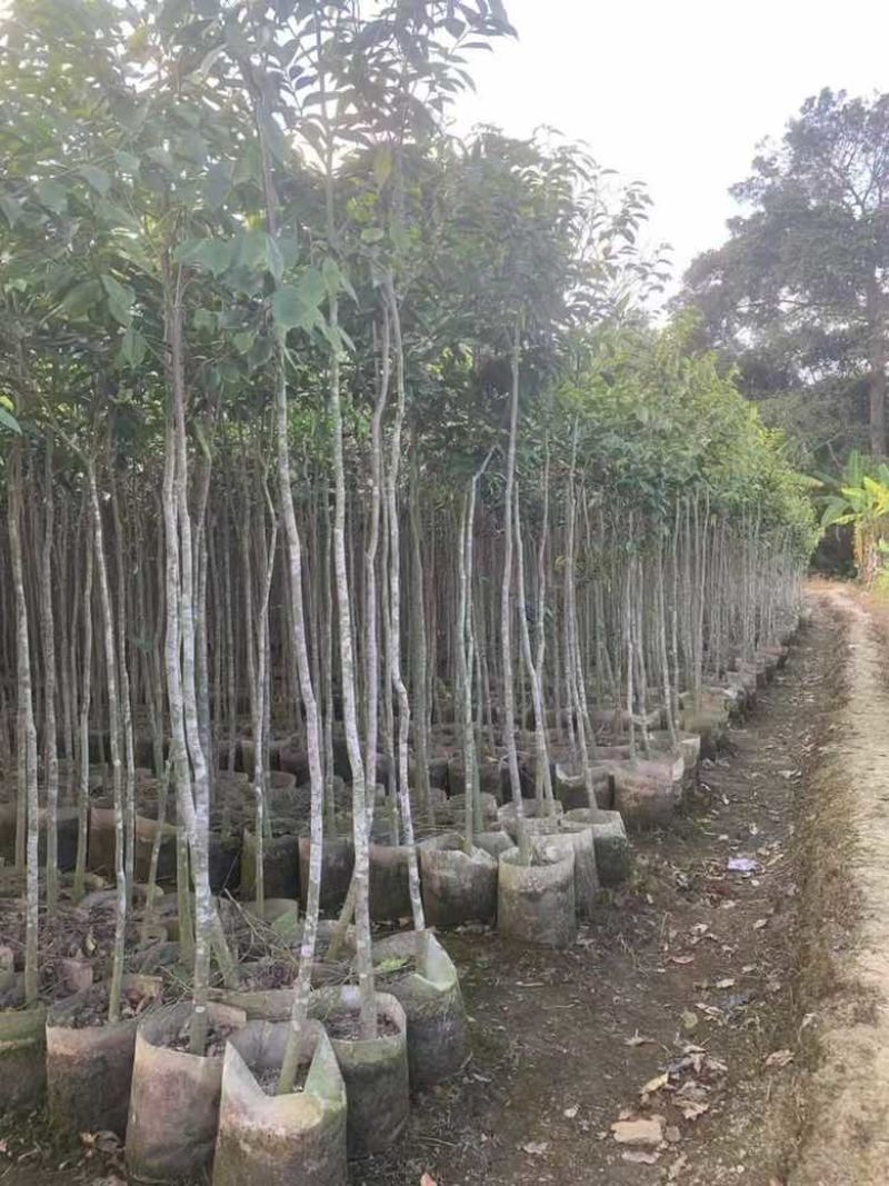 沉香1-12分，各种规格，大量低价出售