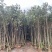 沉香1-12分，各种规格，大量低价出售