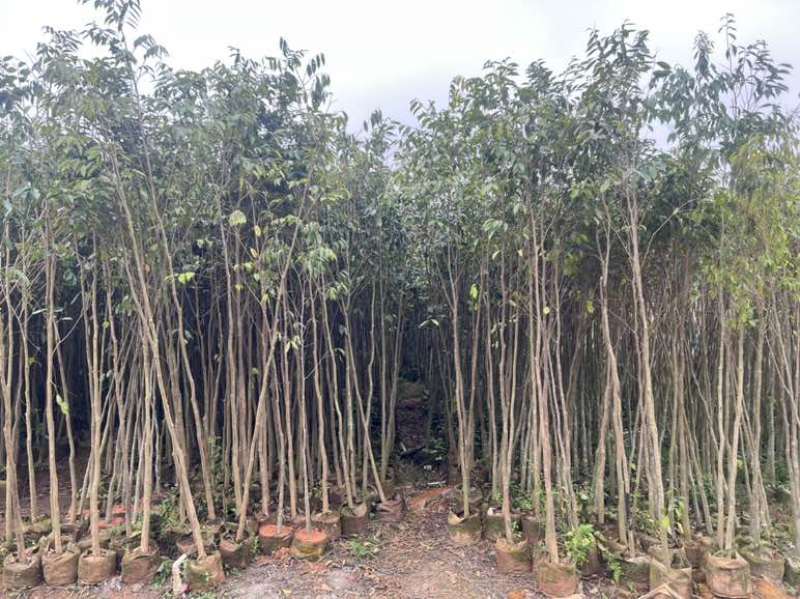沉香1-12分，各种规格，大量低价出售