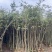 沉香1-12分，各种规格，大量低价出售