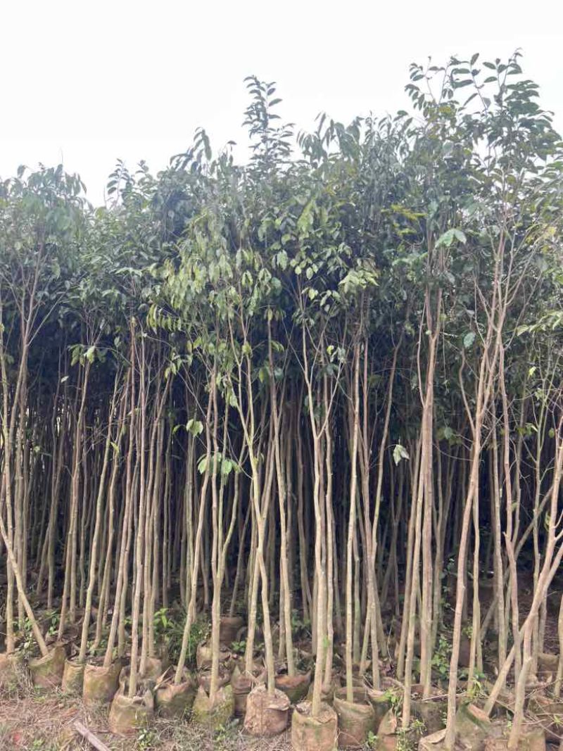 沉香1-12分，各种规格，大量低价出售