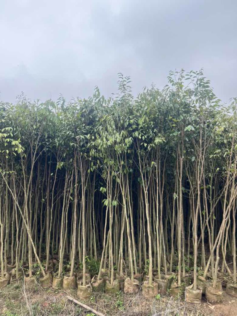 沉香1-12分，各种规格，大量低价出售
