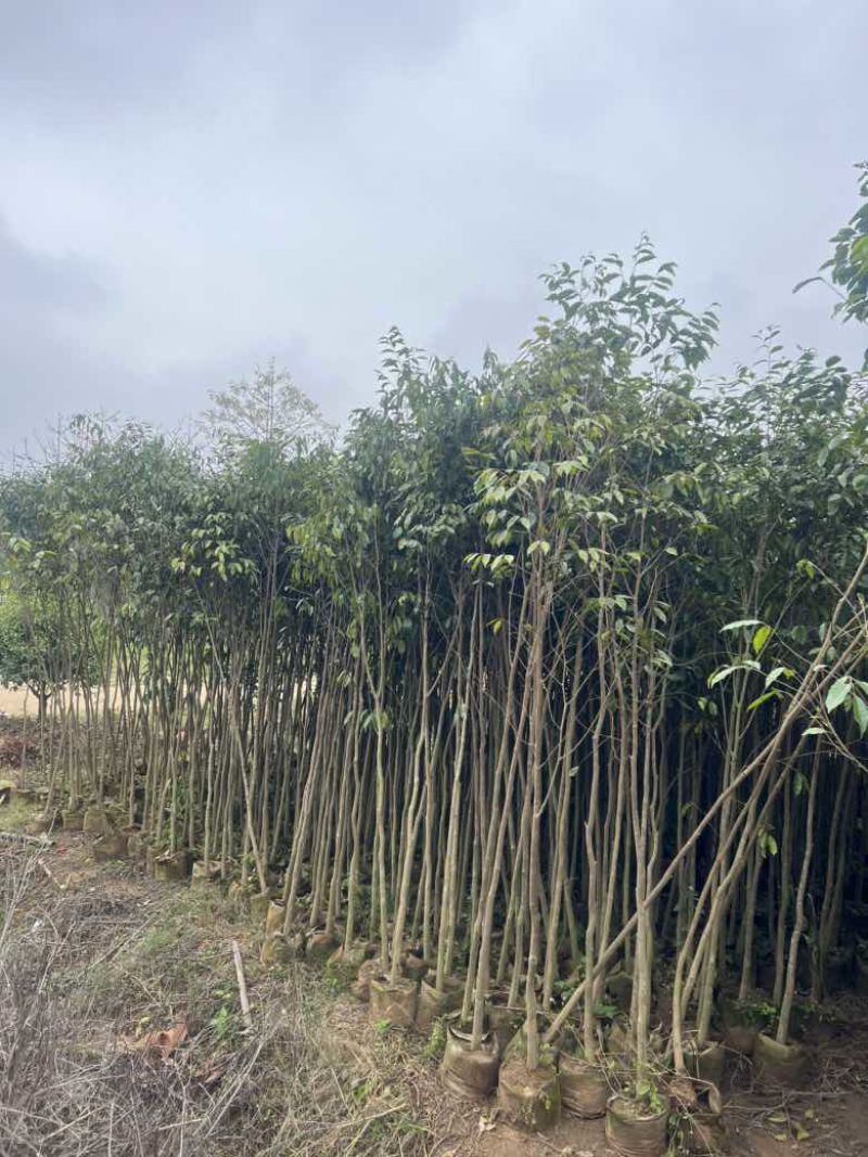 沉香1-12分，各种规格，大量低价出售