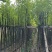 香樟3-18分，大量低价出售