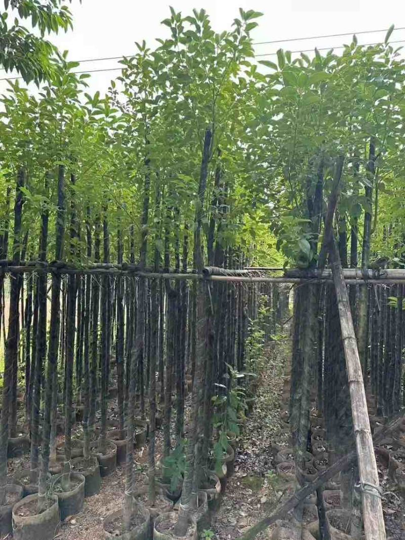 香樟3-18分，大量低价出售