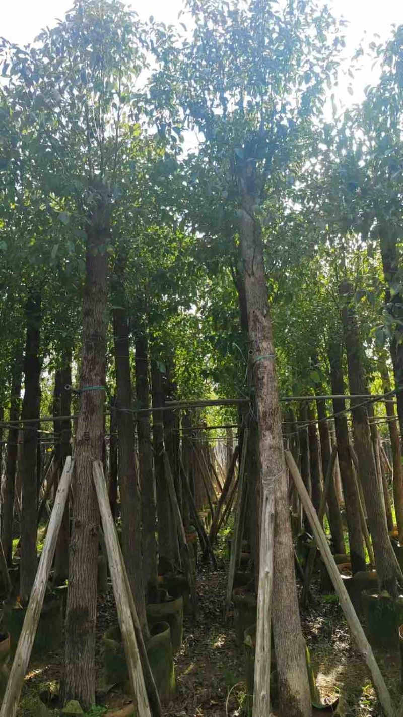 香樟3-18分，大量低价出售