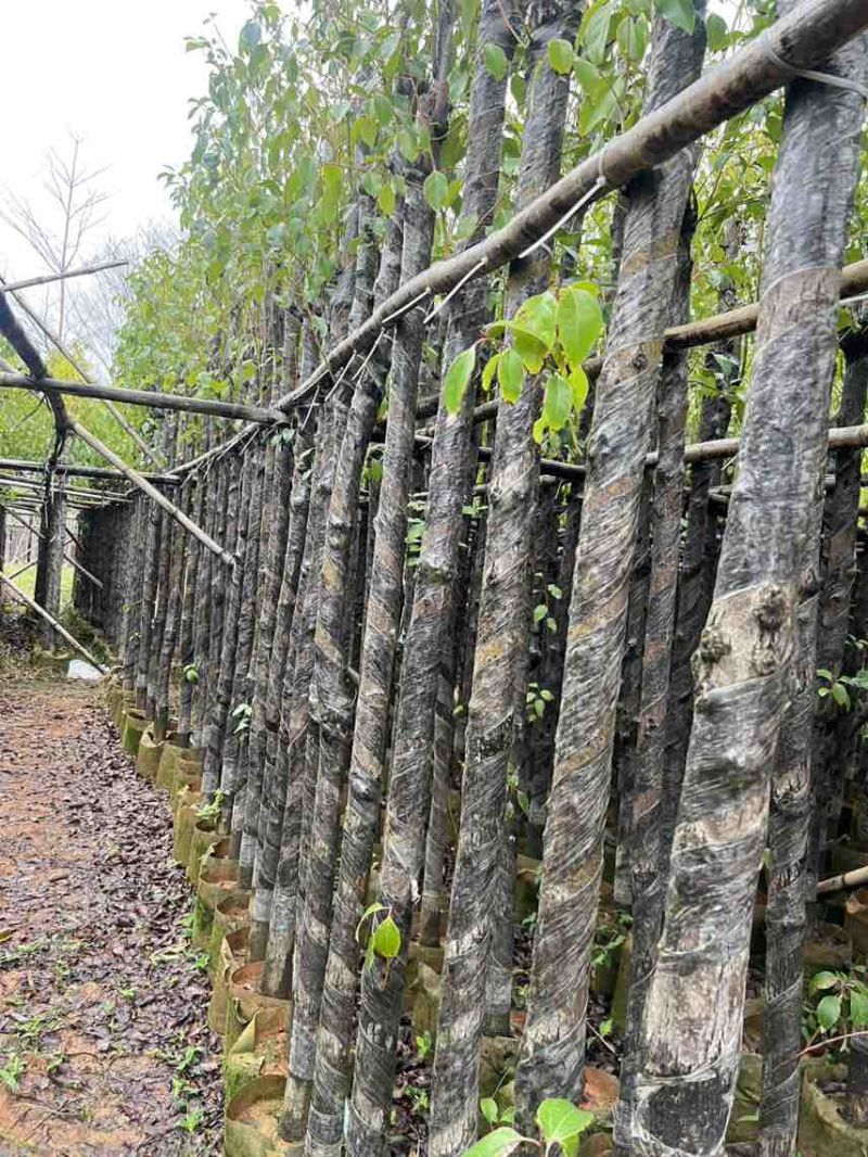 香樟3-18分，大量低价出售