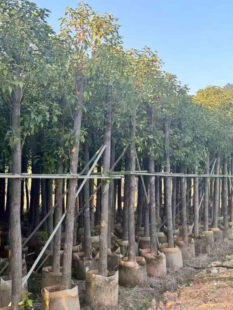 香樟3-18分，大量低价出售