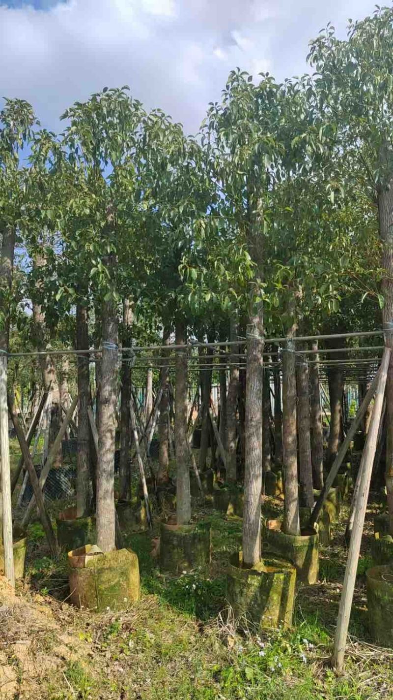 香樟3-18分，大量低价出售