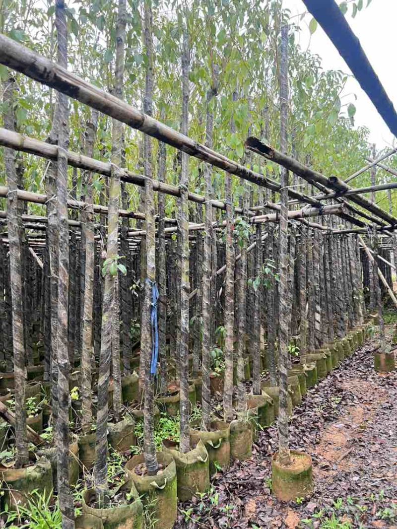香樟3-18分，大量低价出售