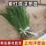 洋葱苗