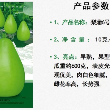 梨蒲6号梨型蒲瓜早熟丰产瓜皮翠绿色光滑肉质细嫩微甜
