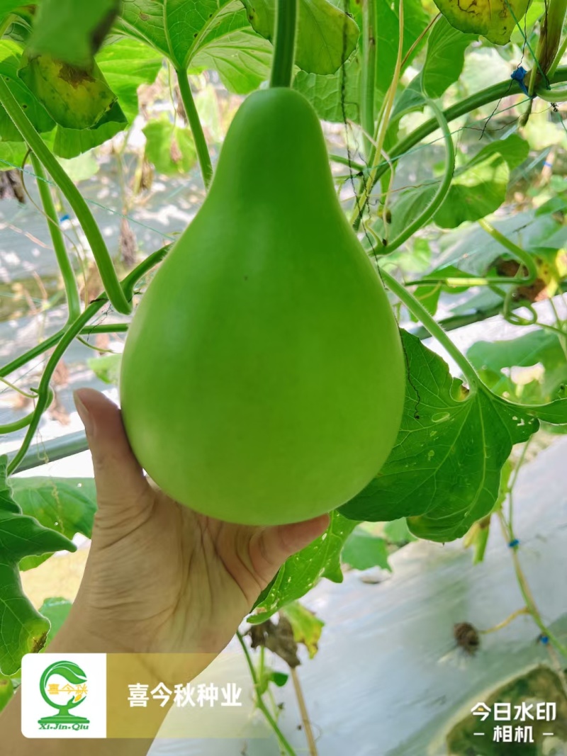 梨蒲6号梨型蒲瓜早熟丰产瓜皮翠绿色光滑肉质细嫩微甜