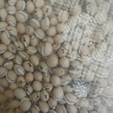 老品种白扁豆