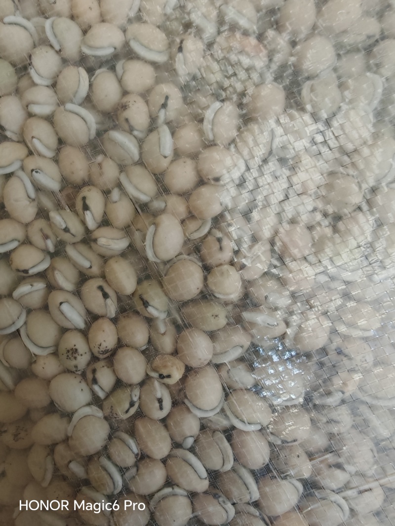 老品种白扁豆