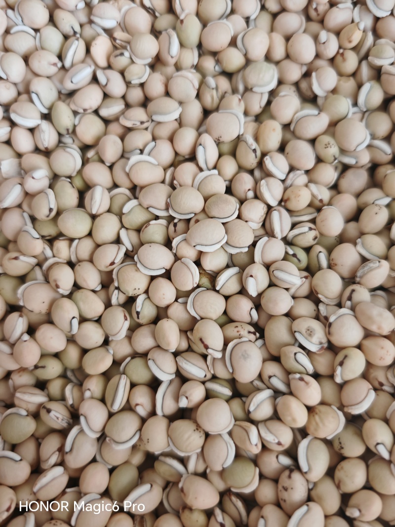 老品种白扁豆