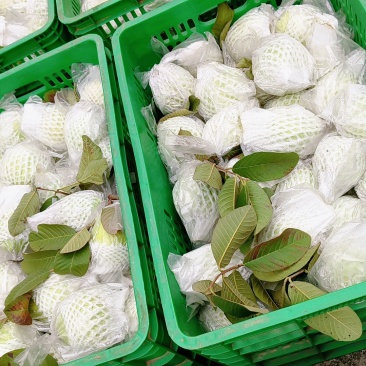 台湾珍珠白心芭乐