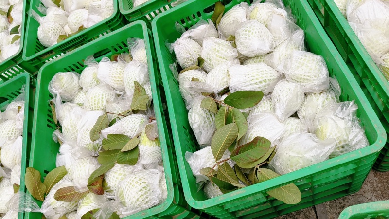 台湾珍珠白心芭乐