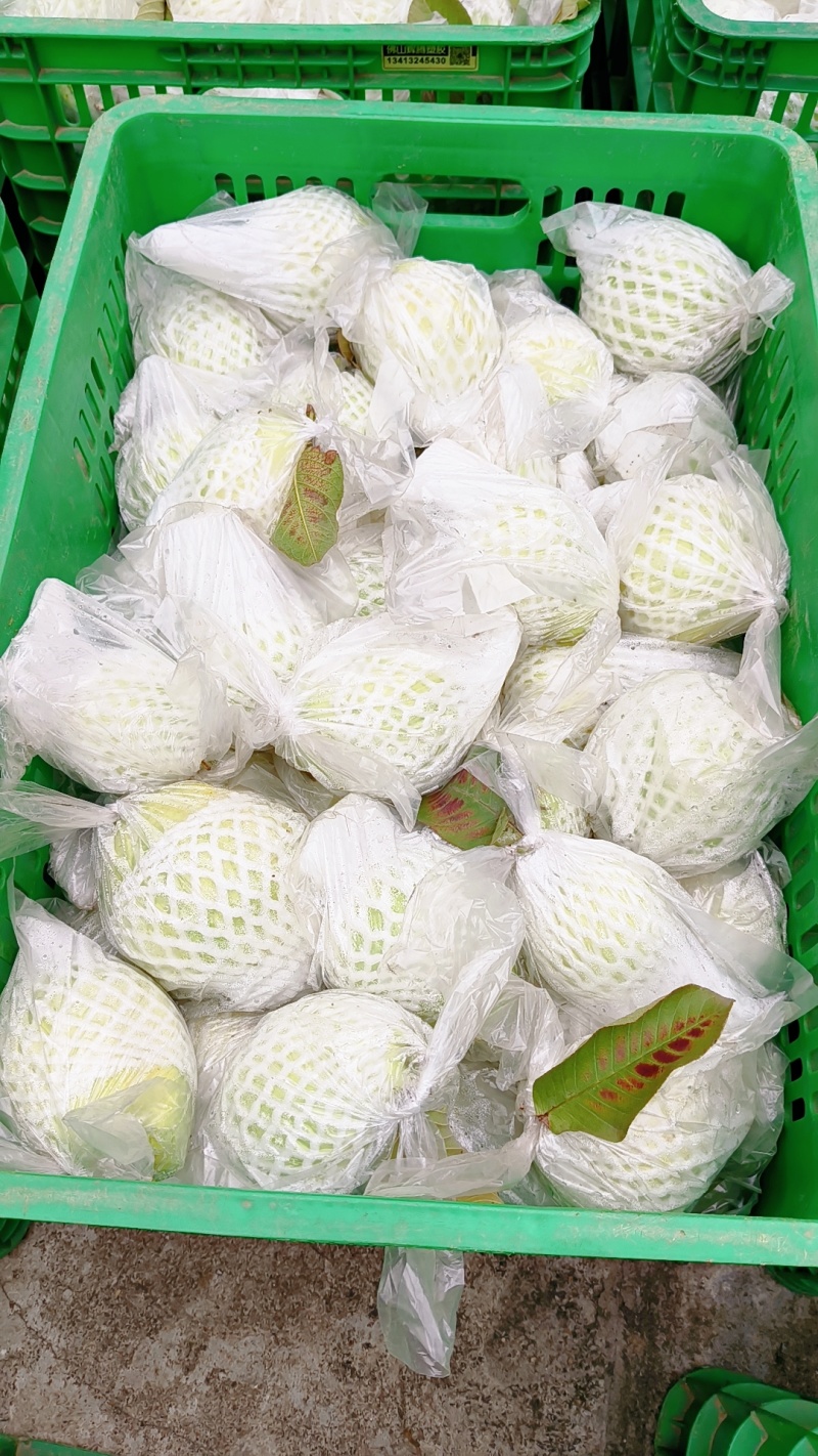 台湾珍珠白心芭乐
