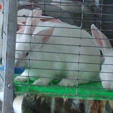 白色肉兔