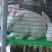 白色肉兔