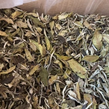 云南大叶种白茶，12斤一箱，产地直发。