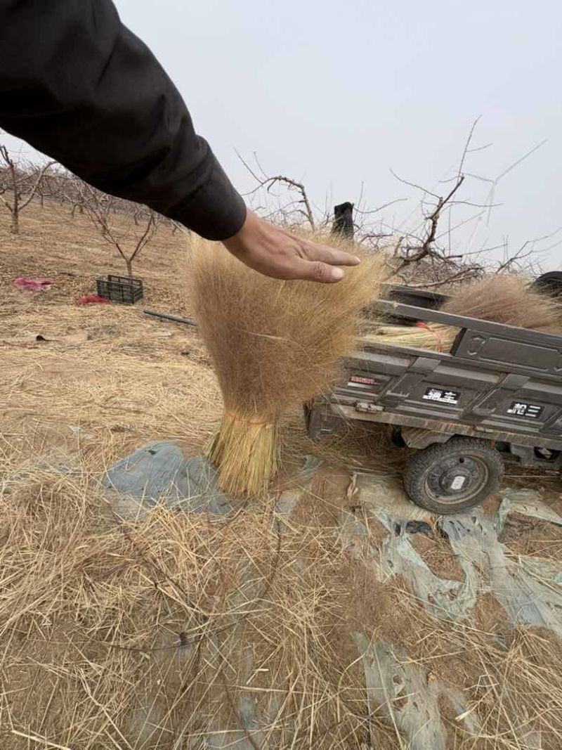 粉黛乱子草籽