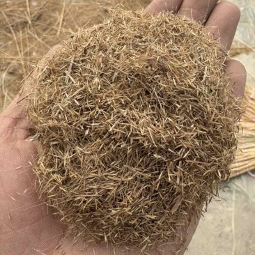 粉黛乱子草籽