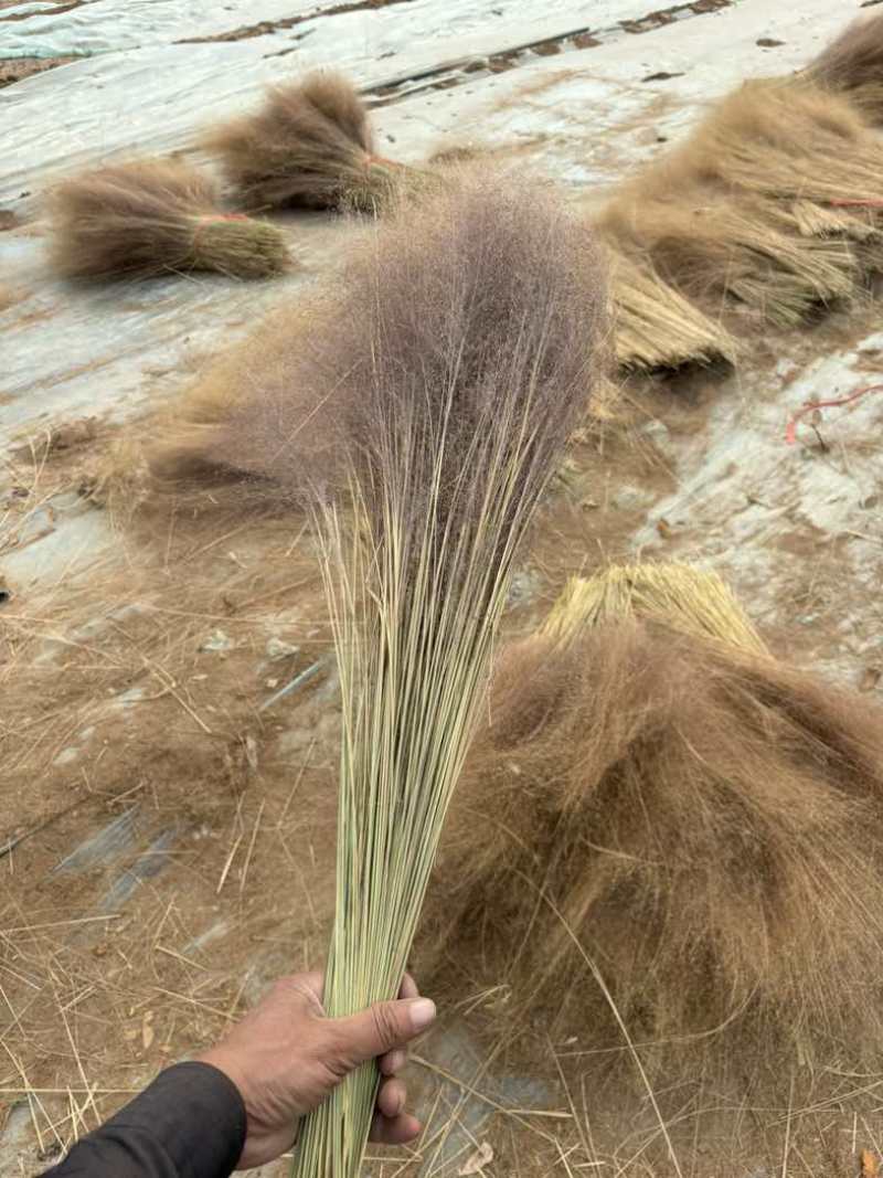 粉黛乱子草籽