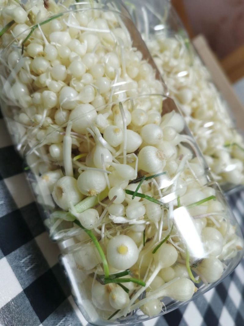 小根蒜
