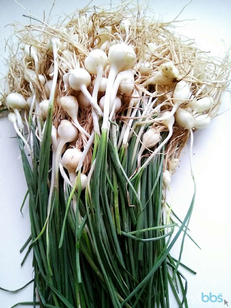 小根蒜