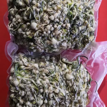 小根蒜