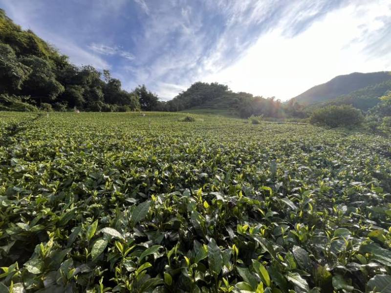 英德红茶英红九号散茶批发自产自销