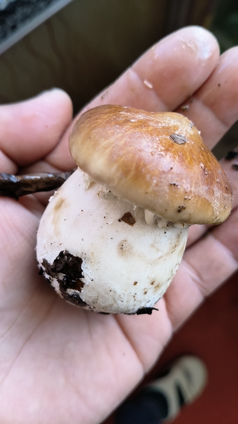 赤松茸