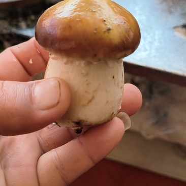 赤松茸