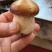 赤松茸