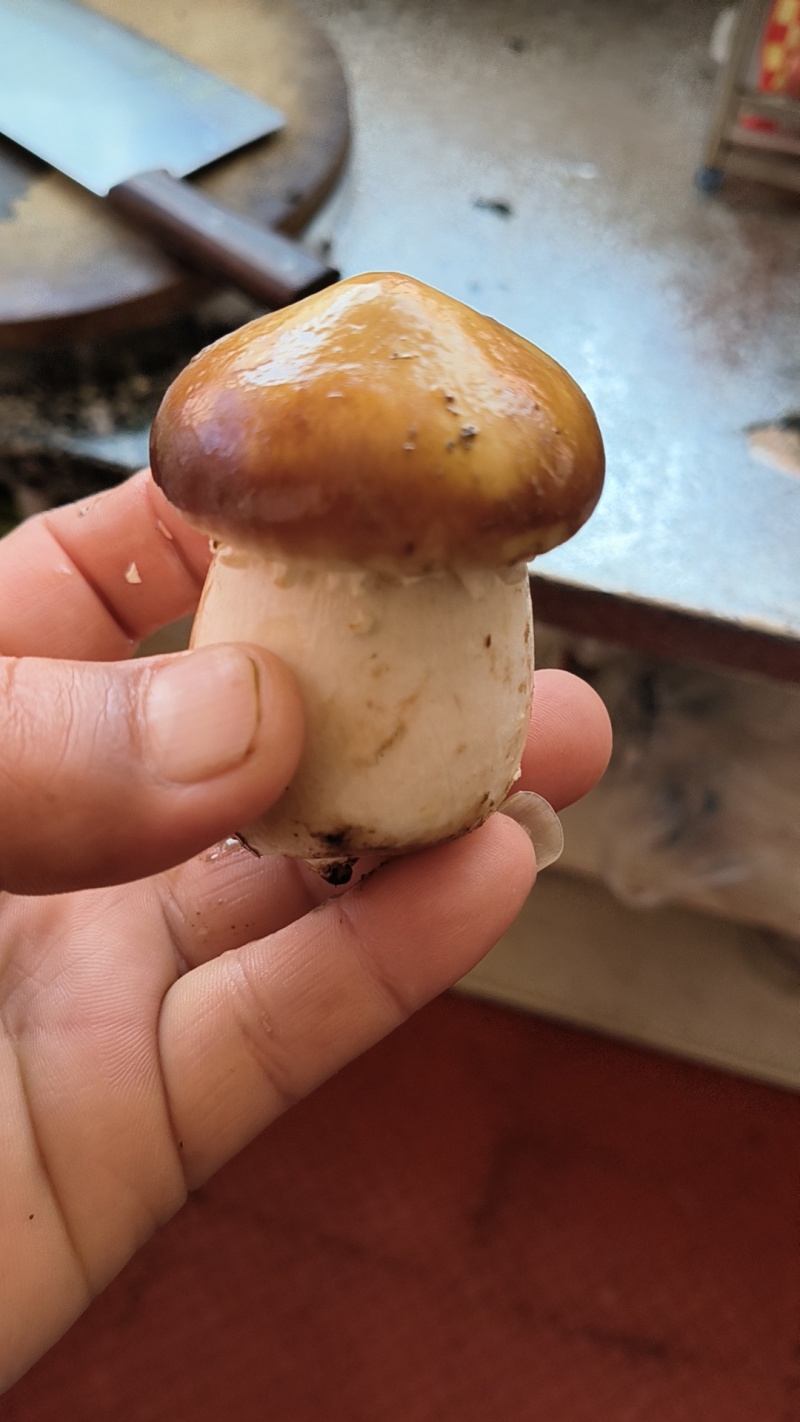 赤松茸