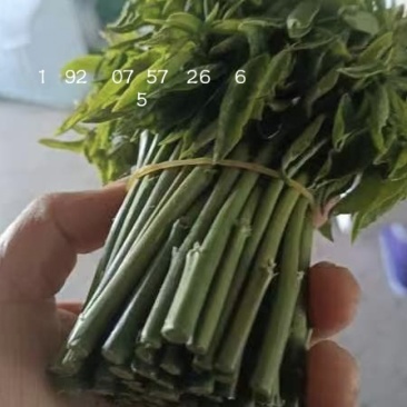 树仔菜