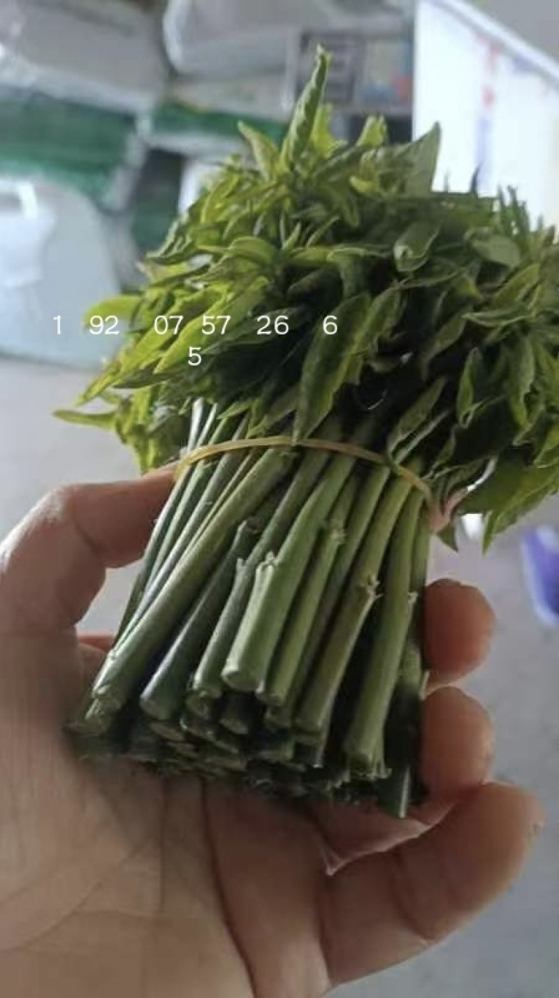 树仔菜