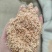 牛全价料花生秧颗粒